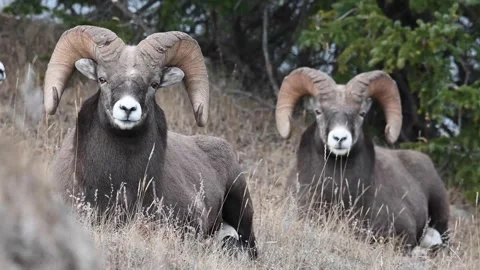 Bighorn sheep in the wild Video stock 150703624