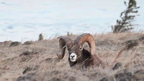Bighorn sheep in the wild Stock Footage 150703626