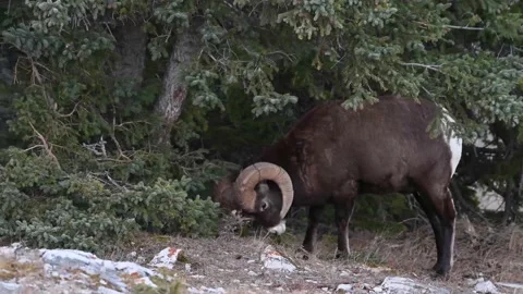 Bighorn sheep in the wild Stock Footage 150703645