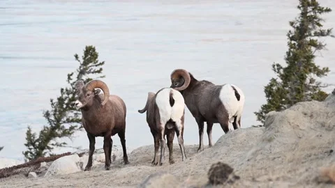 Bighorn sheep in the wild Stock Footage 150703663