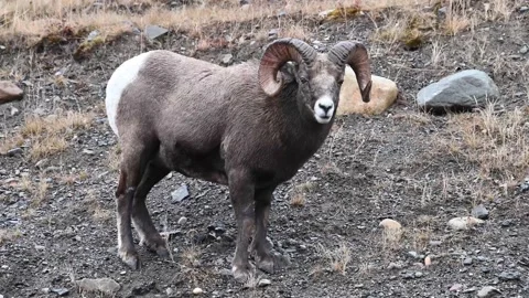Bighorn sheep in the wild Stock Footage 150703837