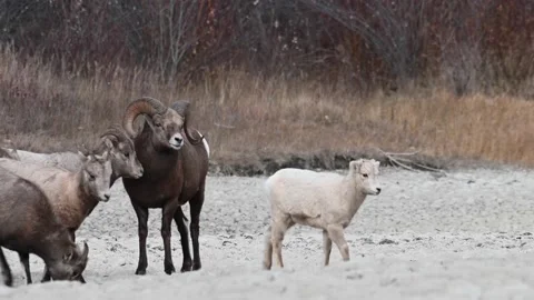 Bighorn sheep in the wild Stock Footage 150703855