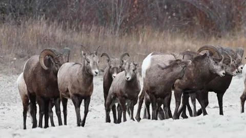 Bighorn sheep in the wild Video stock 150703867