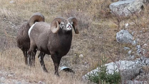 Bighorn sheep in the wild Video stock 150703892