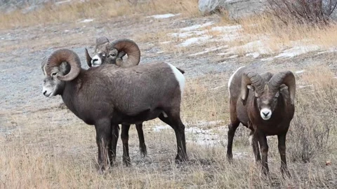 Bighorn sheep in the wild Stockbeeldmateriaal 150703935