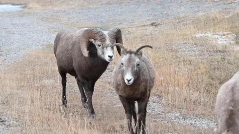 Bighorn sheep in the wild Stock Footage 150703944