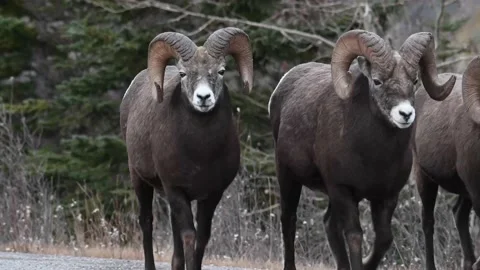 Bighorn sheep in the wild 動画素材 150703977
