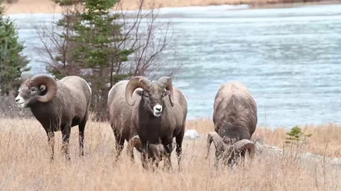 Bighorn sheep in the wild Stock Footage 150704046