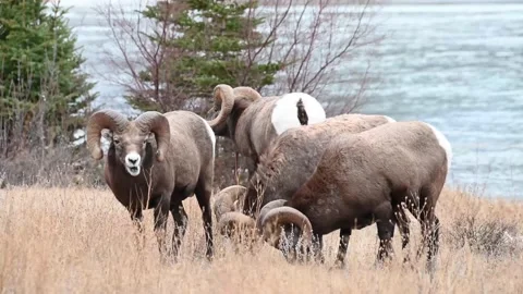 Bighorn sheep in the wild Видео 150704070