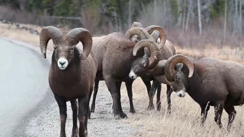 Bighorn sheep in the wild Видео 150704104