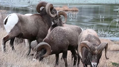 Bighorn sheep in the wild Stockbeeldmateriaal 150704115