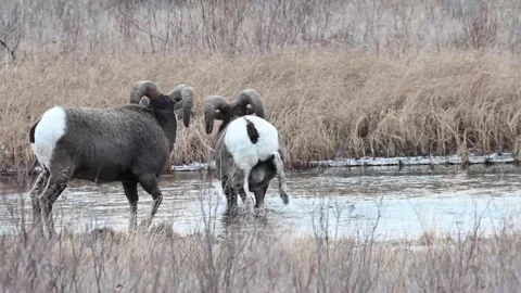 Bighorn sheep in the wild Stock Footage 150704158