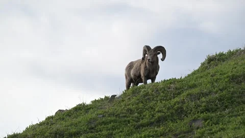 Bighorn sheep in the wild Видео 314796040
