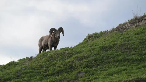 Bighorn sheep in the wild Stock Footage 314796057