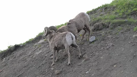 Bighorn sheep in the wild Video stock 314796062