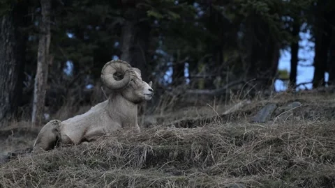 Bighorn sheep in the wild Stock Footage 337838504