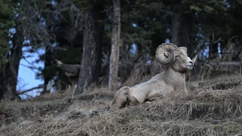 Bighorn sheep in the wild Vidéo 337838513