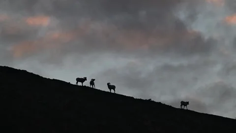 Bighorn sheep in the wild Stock Footage 337838553