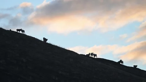 Bighorn sheep in the wild Stock-Footage 337838588