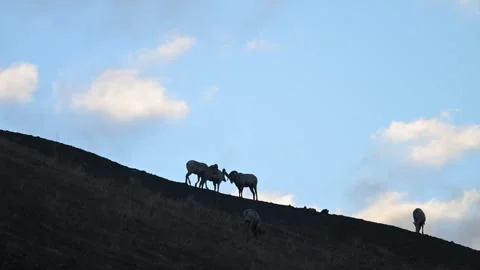 Bighorn sheep in the wild Vídeos de archivo 337838608