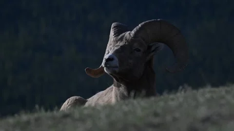 Bighorn sheep in the wild Stock Footage 337838646
