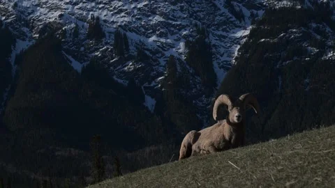 Bighorn sheep in the wild Stock-Footage 337838649