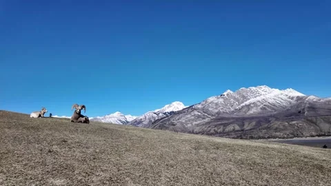 Bighorn sheep in the wild Vidéo 337838652