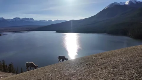 Bighorn sheep in the wild 库存影片 337838688