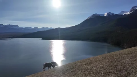 Bighorn sheep in the wild Видео 337838693