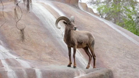Bighorn sheep in the zoo looking at the camera Stock Footage 237201816