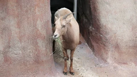 Bighorn sheep in the zoo looking at the camera Stock Footage 237201993