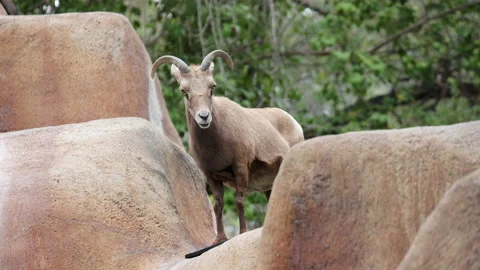 Bighorn sheep in the zoo looking at the camera Stock Footage 237202201
