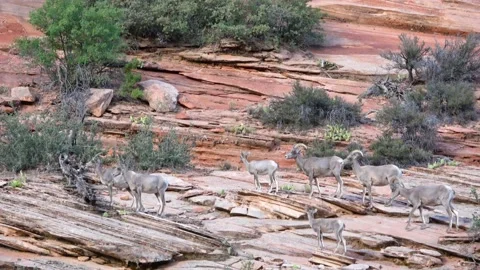 Bighorn sheeps walking on red rocks in Zion National Park. Stock Footage 131320439