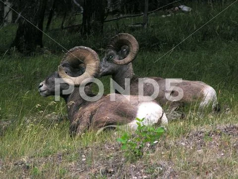 Bighorned sheep2 Stock Photos