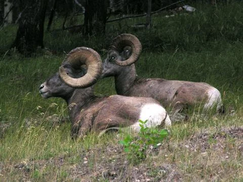 Bighorned sheep2 Stock Photos