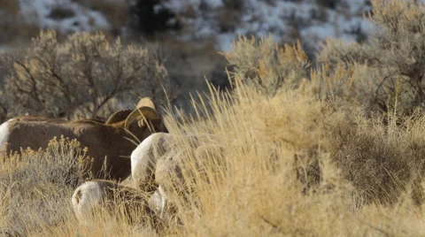 Bighorns in Winter Sunlight Stock Footage 57819773