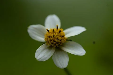Bight close up picture of tiny white flower with green background Stock Photos