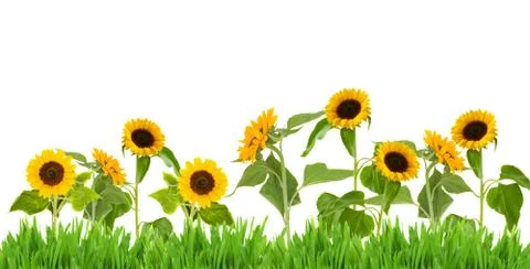 Bight sunflower border 스톡 사진