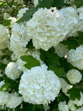 Bigleaf hydrangea in bloom closeup view with green background Stock Photos