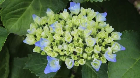 Bigleaf hydrangea buds turning blue before flowering Stock-Footage 340561758