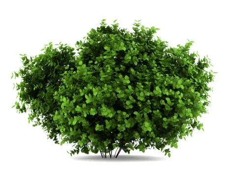 Bigleaf hydrangea bush isolated on white background Stock Illustration