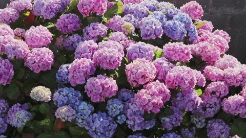 Bigleaf hydrangea or hortensia blooms glowing in backlit sunset breeze Stock-Footage 340127520