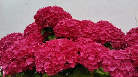 Bigleaf hydrangea Stock Photos