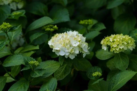 Bigleaf hydrangea Stock-Fotos
