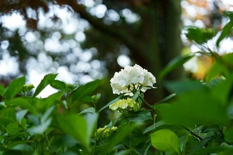 Bigleaf hydrangea Fotos Stock