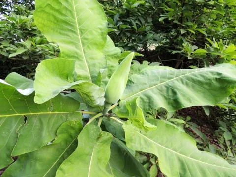 Bigleaf magnolia bud in spring during flowering Foto stock