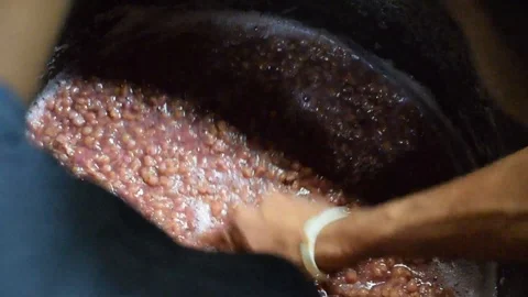 Bignay crude method of home wine processing hand mashing and crushing of fruit Stock Footage 92353106
