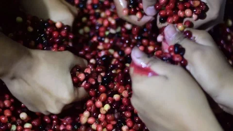 Bignay home wine processing many hands mashing and crushing of fruit Stock Footage 91299015