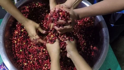 Bignay home wine processing many hands mashing and crushing of fruit Stock Footage 91299103