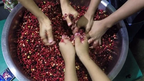 Bignay home wine processing many hands mashing and crushing of fruit Stock Footage 91299390